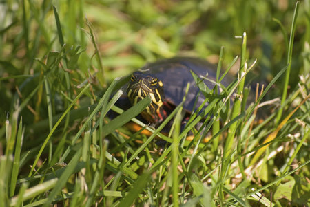 A turtle with neck stretched out peers through the grass.の写真素材