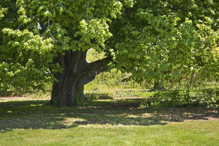 An old shady oak tree is part of the landscape at The Bayard Cutting Arboretum on Long Island.の写真素材