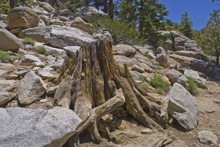 An old stump is part of the terrain in San Jacinto State Park, near Palm Springs California.の写真素材