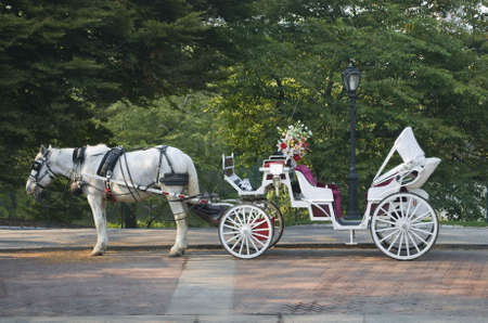 A horse and buggy in Central Park during the Summer.の写真素材