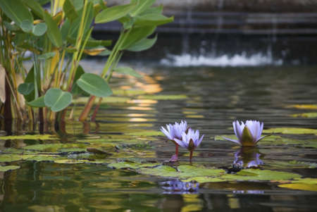 A close-up view of a purple water lilly and some lily pads in a pond. の写真素材