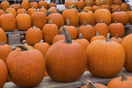 A large group of pumpkins at harvest time in a market. の写真素材