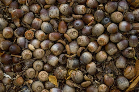 A background shot of acorns on the forest floor. の写真素材