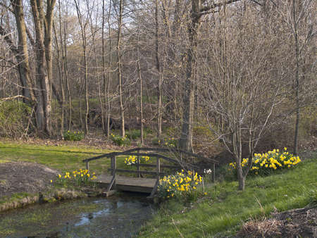 A Spring Scene of a wooden bridge and daffodils along a small stream.の写真素材