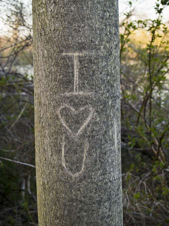 A tree trunk carved by a knife in the woods with the meaning "I Love You".の写真素材