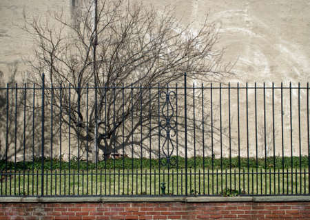 A Winter tree with shadows in contrast to an iron gate and the first signs of Spring in Philadelphia.の写真素材