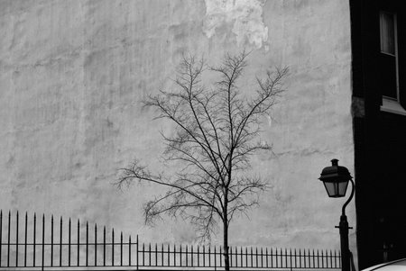 A black and white view of a shapely tree and wall in historic Philadelphia.