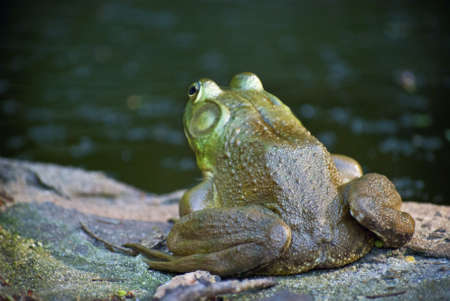 A bullfrog on watch for flies near a small pond in New Jersey.の写真素材