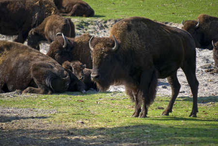 Commonly known as the American buffalo native to North American grasslands photographed here while on safari at Six Flags, Jackson, NJ.の写真素材