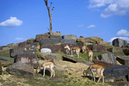 The horse like animal is native to Mongolia, photographed while on safari at Six Flags, Jackson, New Jersey.の写真素材