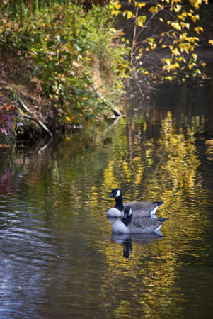 Ducks on a small pond during the Fall in Jackson, New Jersey.の写真素材