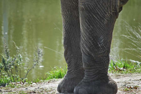 Big elephant feet photographed while on safari at Six Flags in Jackson, New Jersey. の写真素材