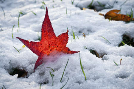 An Autumn leaf fallen into fresh snow after an Autumn snowfall in New Jersey.の写真素材