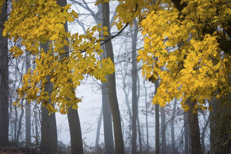 Colorful Autumn leaves against a foggy wooded background in Central New Jersey.の写真素材
