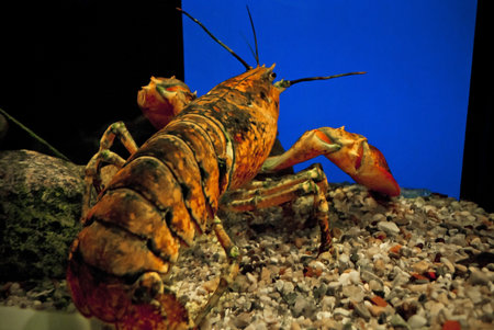 A colorful close-up of a live lobster in Cape Cod, Massachusetts.