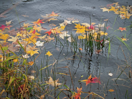 A small pond with colorful Autumn leaves on a rainy day.の写真素材