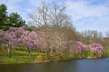 An early Spring view of the lake in Holmdel Park in Monmouth County, New Jersey with trees in full bloom.の写真素材