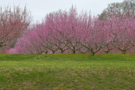 Apple Orchid A view of apple blossoms in an orchard in Central New Jersey.の写真素材