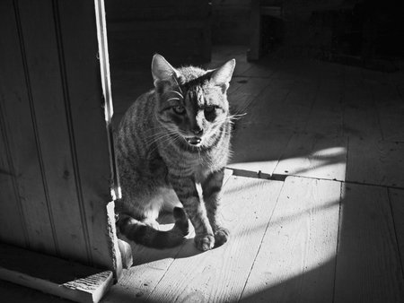 A kitten photographed in an old barn in historic Walnford in Upper Freehold, NJ 