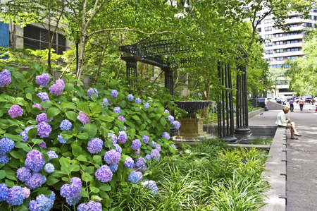 NEW YORK - JUNE 18: Beautiful hydrangea flowers during the Summer in Dag Hammarskjold Plaza on the East side of Manhattan on June 18, 2012 in New York City. The park is located on the East side of Manhattan near the UN.のeditorial素材
