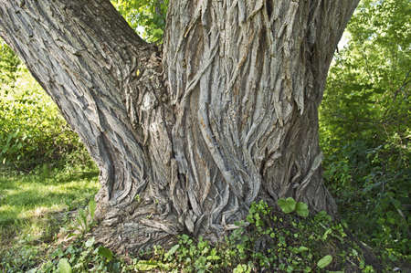 Big Tree Trunk An interesting large tree trunk with nice texture in a woodlands garden in northern New Jersey.の写真素材