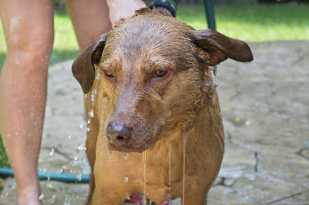  A labrador and part hound dog gets clean with the backyard garden hose on a hot Summer day.の写真素材