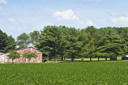  Rural Summer A red barn and a Summer field in rural Central New Jersey のeditorial素材