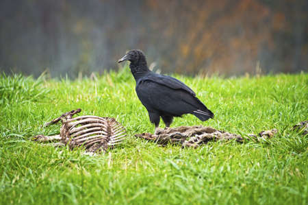 A vulture and a deer skeleton in rural North West New Jersey の写真素材