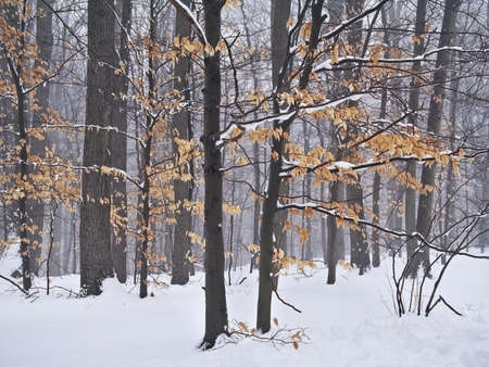 The last leaves of Autumn are covered in snow in this Central New Jersey woodland.の写真素材