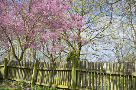 Beautiful pink blossoms and a wooden picket fence create this neighborhood Spring scene.