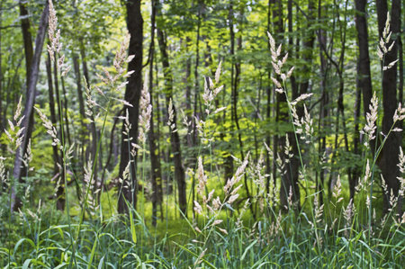 Meadow weeds against a sunny Summer forest in Central New Jersey 