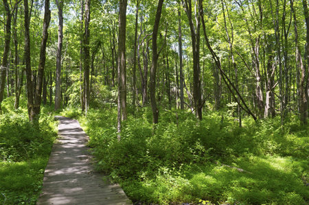 A boardwalk through the woods in Sourland Mountain Preserve in Central New Jersey の写真素材