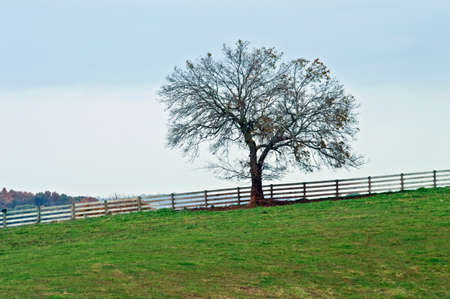 A lone tree along a fence on an overcast Autumn day.の写真素材