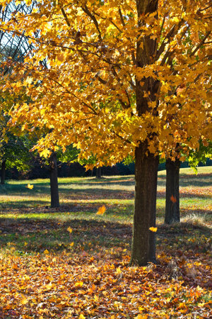 Bright orange leaves falling off this maple tree in Upper Freehold New Jersey 