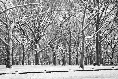 Sycamore trees coated in fresh snow provides contrast in this Central Park Winter scene の写真素材