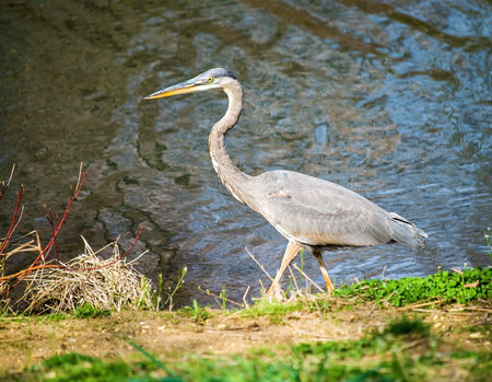 A gray colored crane with yellow eyes and bill along the shoreline of a pond in Holmdel New Jersey の写真素材