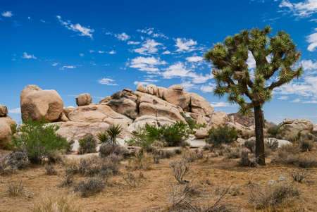 The Joshua tree and stone landscape near Palm Springs California の写真素材