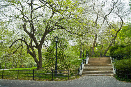White blossoms on bright green trees create a beautiful Spring scene in Central Park 