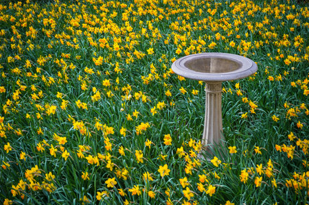 A birdbath surrounded by a Spring garden of daffodils 