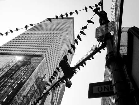 Lines of pigeons form an interesting composition on these powerlines in New York City の写真素材