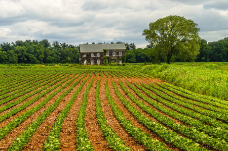 Rows of crops in front of the historic Molly Pitcher home in Freehold NJ 