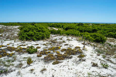 A view of the plant life along the sand dunes on Long Beach Island in New Jersey の写真素材