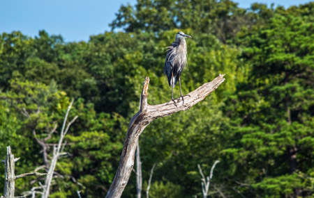 The Great Blue Heron perched on a branch at the Manasquan Reservoir in Central New Jersey.の写真素材