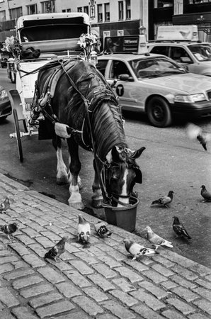 NEW YORK-SEPTEMBER 10-Pigeons look for some leftovers from the horse?s dinner outside Central Park on September 10 2014 in New York City. B&W film photograph.のeditorial素材