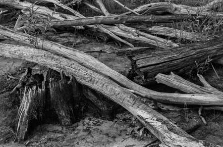 A black and white film photograph of dead wood on the shoreline of the Manasquan reservoir in New Jersey.の写真素材