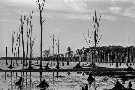 A black and white film photograph of the Manasquan Reservoir in Central New Jersey.