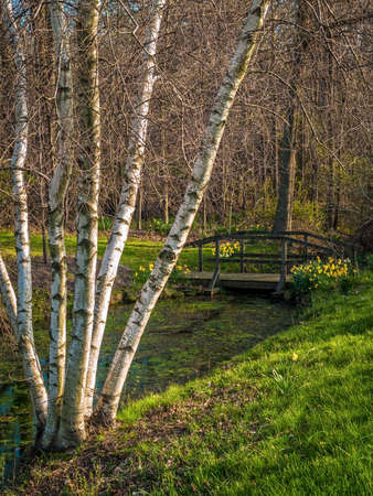 An early Spring landscape with white birch trees and daffodils.の写真素材