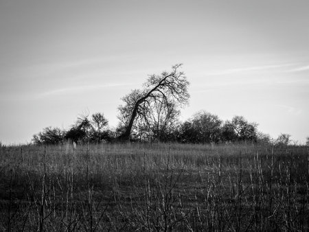 A stark black and white photograph of a leaning tree in a Central New Jersey meadow.の写真素材