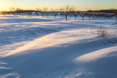 A Winter orchard with fresh snow and drifts in Freehold New Jersey.の写真素材