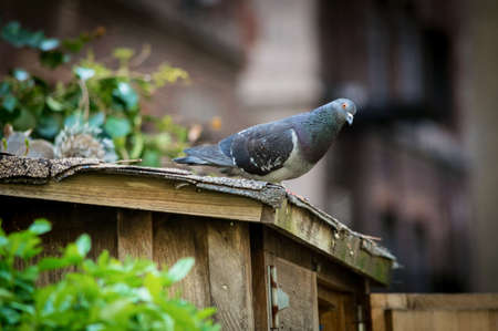 A pigeon at rest in a small park on the East Side of Manhattan.の写真素材